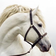 Оригинал схемы вышивки «Белая лошадь» (№560212)