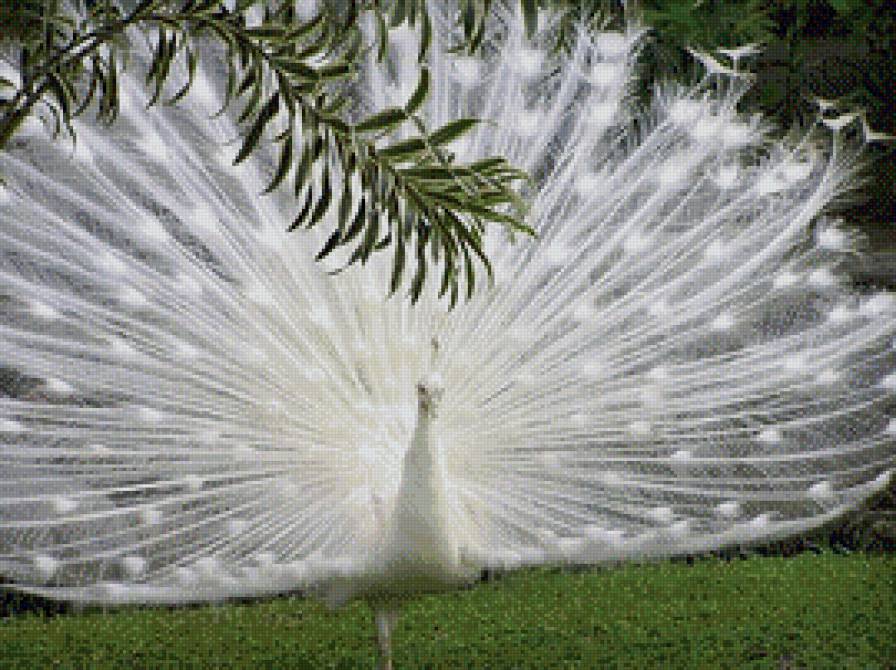 Павлин - птицы, альбинос, павлин - предпросмотр