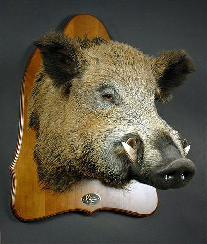 №560484 - оригинал