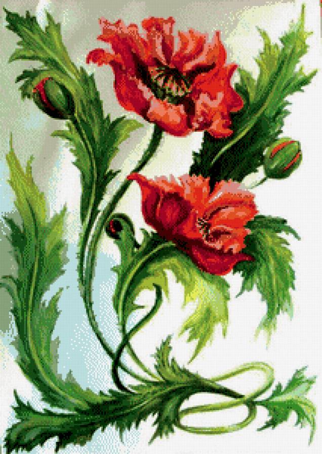 маки - пано, цветы, маки - предпросмотр