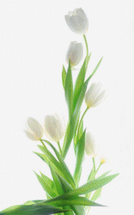 тюльпаны - предпросмотр