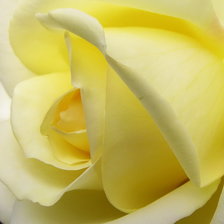 Оригинал схемы вышивки «жёлтая роза» (№560595)
