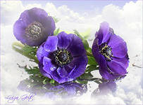 ЦВЕТ НОЧИ - лето, цветы - оригинал