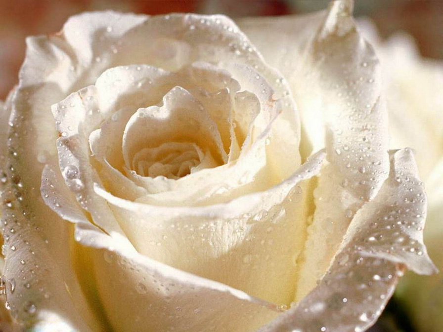 роса на розе - роза, цветок, букет, цветы, лепесток, белая - оригинал
