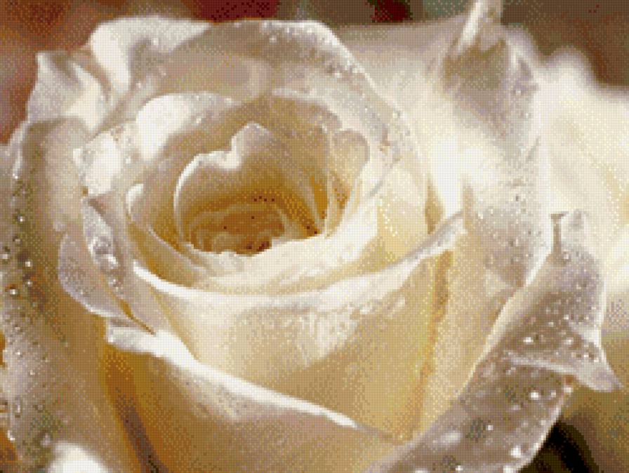 роса на розе - лепесток, цветок, белая, роза, цветы, букет - предпросмотр