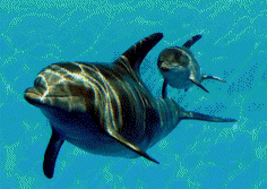 Белла и Мирабелла - дельфины, животные - предпросмотр