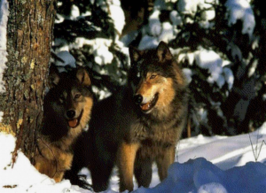 Два волка - животные, природа - предпросмотр