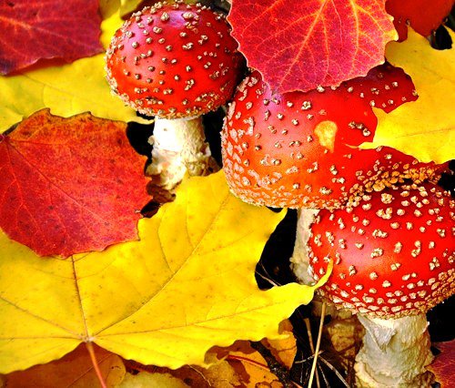 дары осени - природа, осень, листья, пано, грибы - оригинал