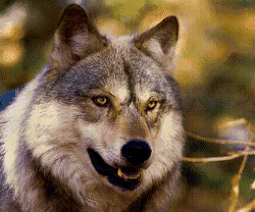 Волк - волк, животные, лес - предпросмотр