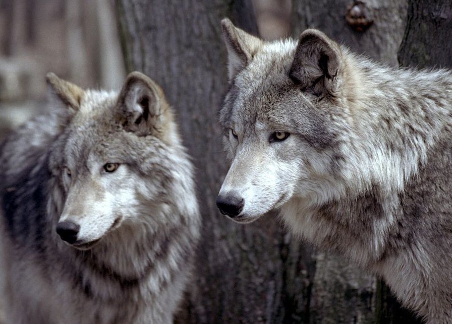 Пара волков - волки, животные - оригинал