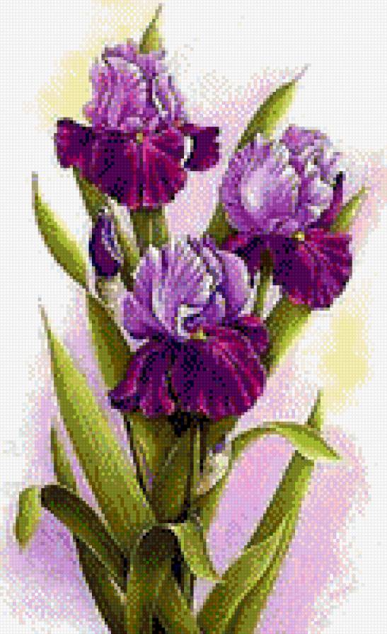 Ирис 1 - предпросмотр