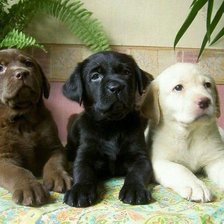 Схема вышивки «Щенки»