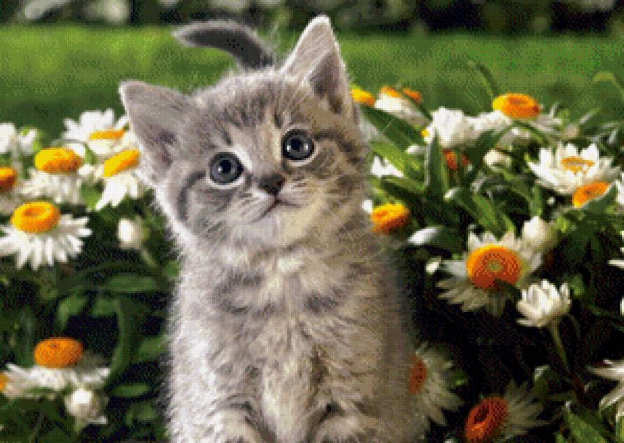 котенок - кошка, котенок, животные - предпросмотр