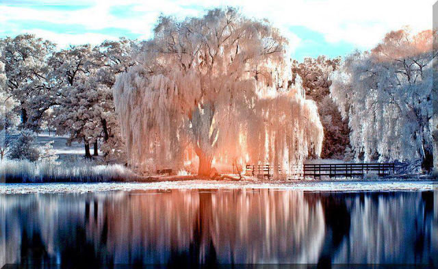 красота зимы - вода, зима, дерево - оригинал
