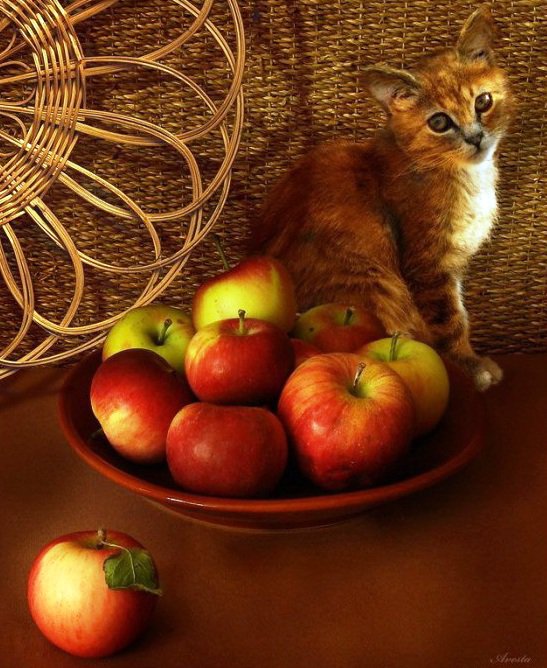 кошка с яблоками - картина, яблоки, кошка - оригинал