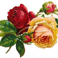 Оригинал схемы вышивки «Розы» (№561401)