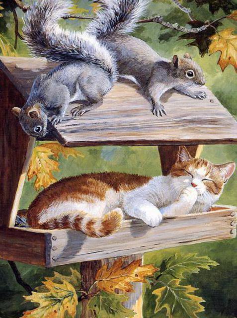 место занято - котики - оригинал