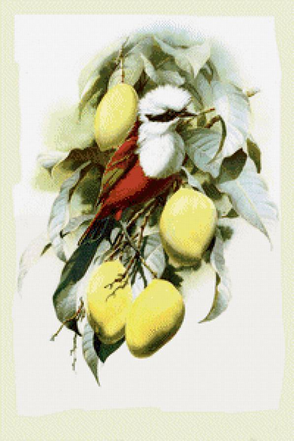 птицы - цветы, птицы - предпросмотр