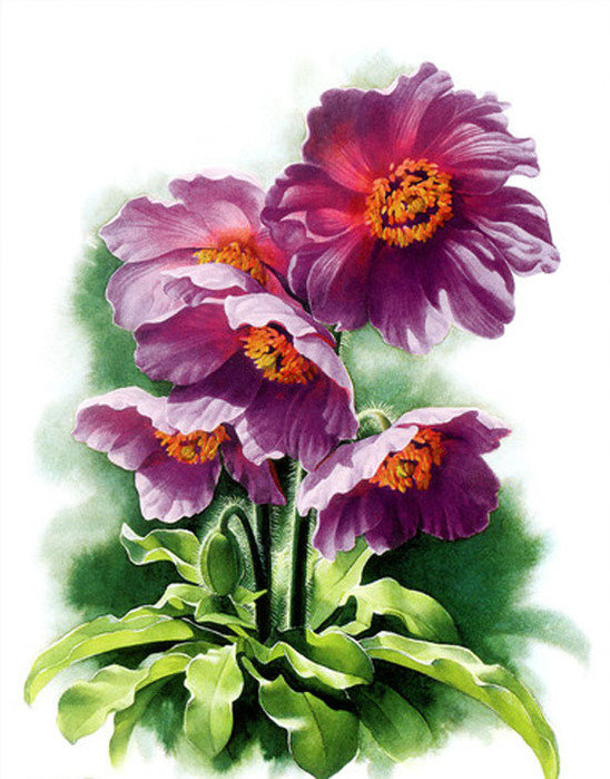 цветы - цветы - оригинал