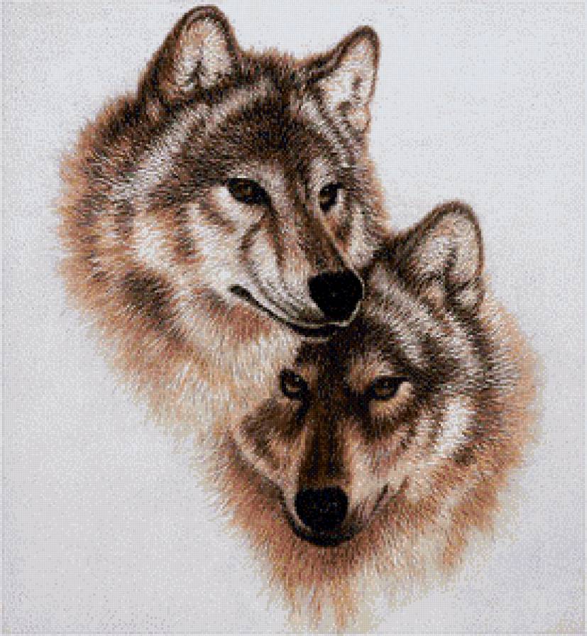 волки - пара, природа, волки, животные - предпросмотр