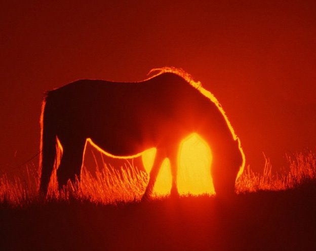 Лошадь на Закате - horse, лошадь, лошади, лошадь на закате, закат, sunset - оригинал