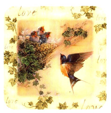 ласточкино гнездо - пано, природа, птицы - оригинал