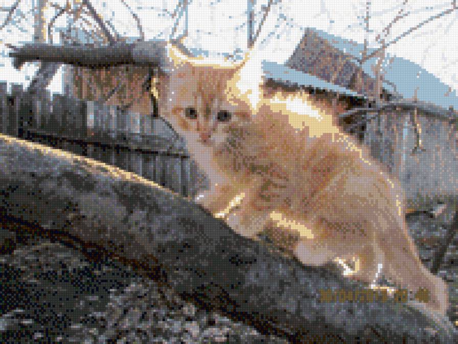 Рыжий котенок - рыжий, котенок - предпросмотр