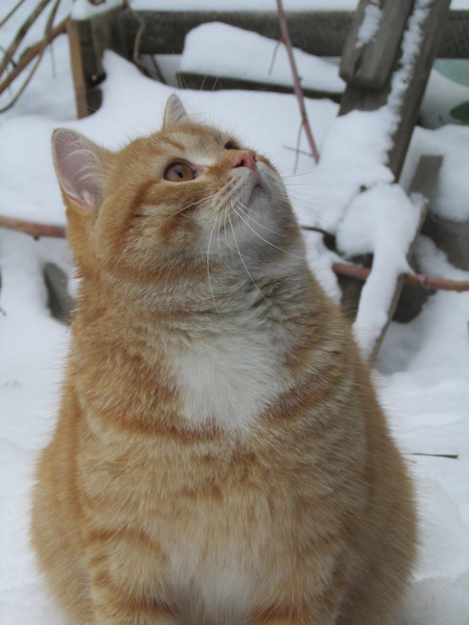 Рыжий котик - кошка, британский, рыжик котик - оригинал