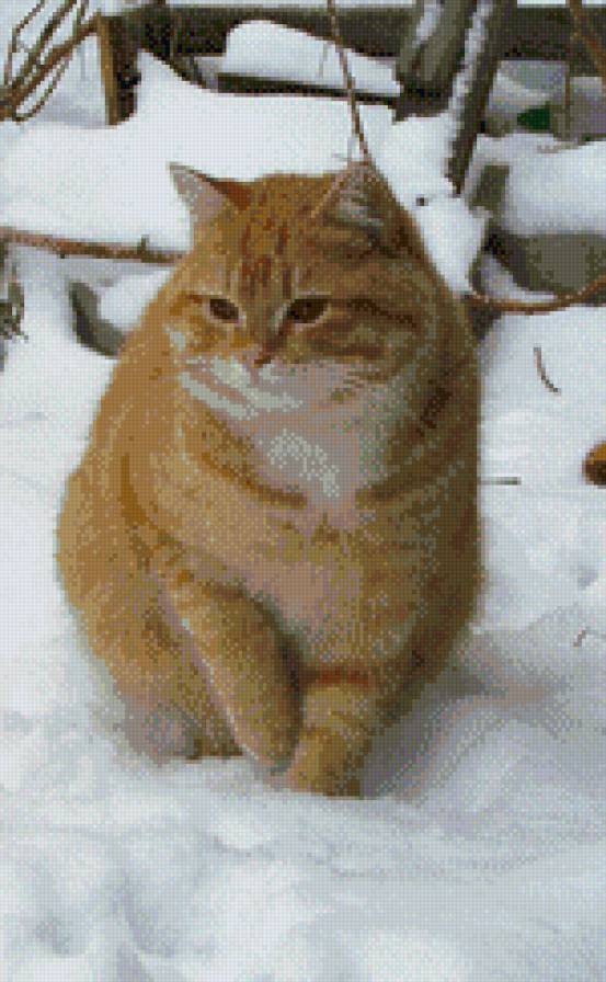 Рыжий кот - кот рыжий - предпросмотр