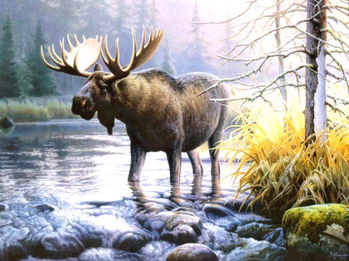 сохатый на водопое - пейзаж, лось, ручей, животные, олени, природа - оригинал