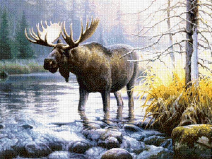 сохатый на водопое - животные, природа, пейзаж, ручей, лось, олени - предпросмотр