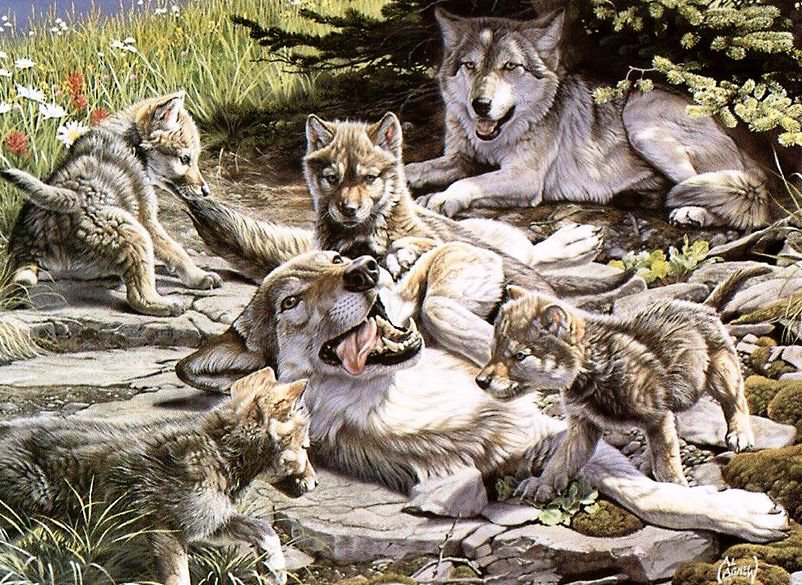 волчья семья - волки, природа, животные, пейзаж - оригинал