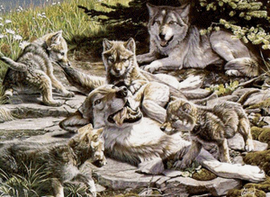 волчья семья - природа, пейзаж, волки, животные - предпросмотр