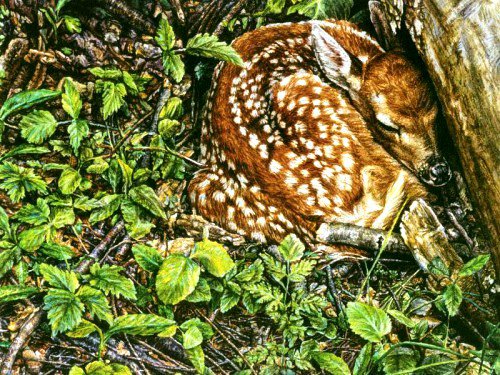 спрятался - животные, олени, лес, природа - оригинал