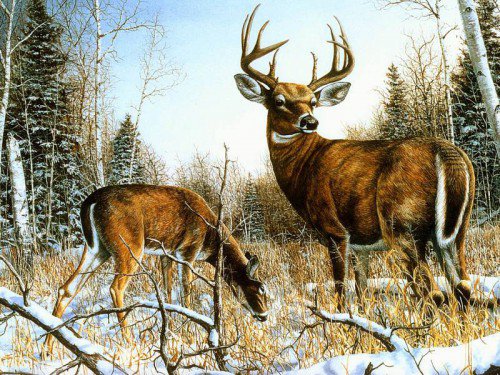 олени - олени, природа, снег, животные, зима - оригинал