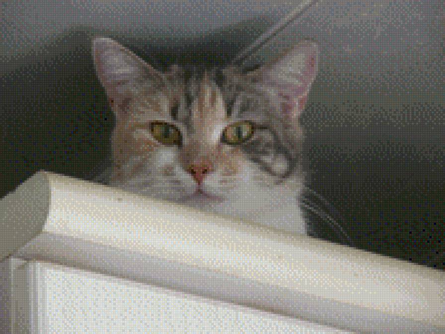 Муська - кошка - предпросмотр