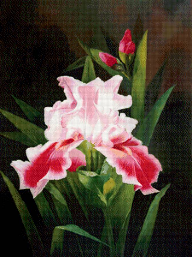 пано ирис - картина, природа, цветы, ирисы, пано - предпросмотр