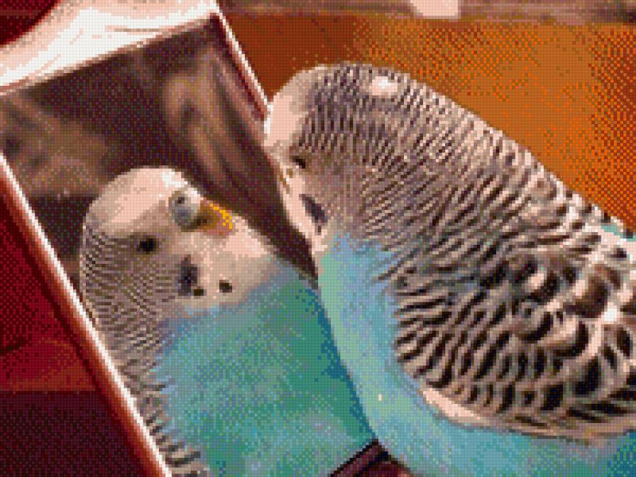 красавец - птицы, попугаи - предпросмотр