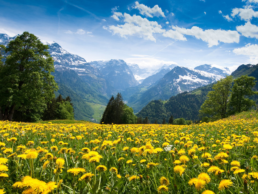 Одуванчиковый луг - пейзаж, одуванчики, природа, луг, горы - оригинал