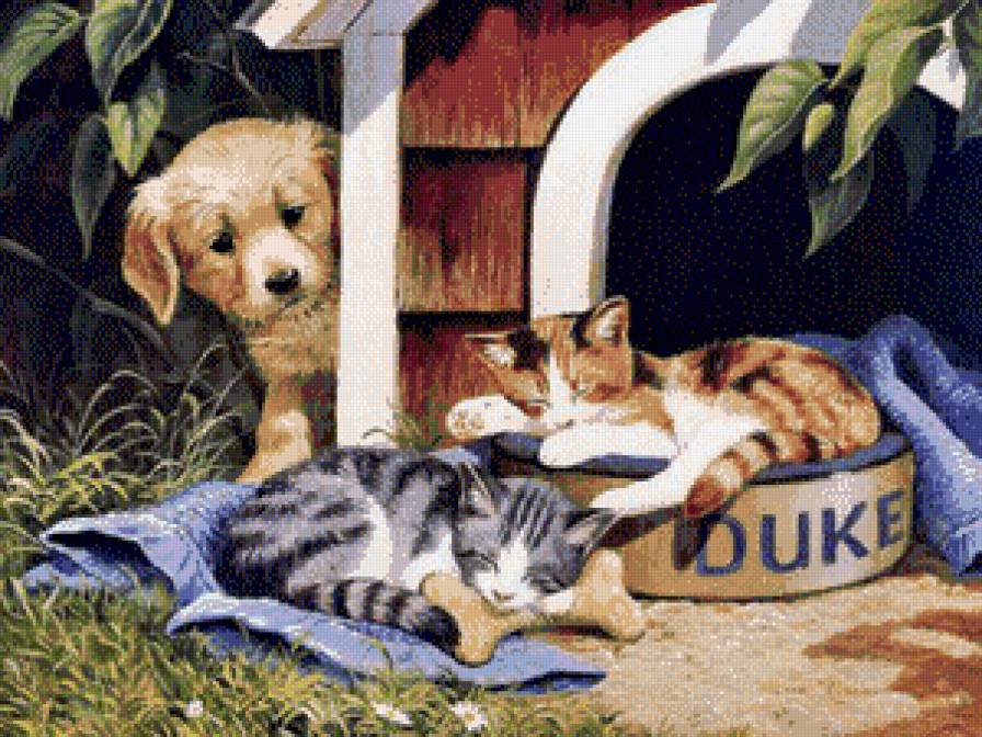 место занято - котики - предпросмотр