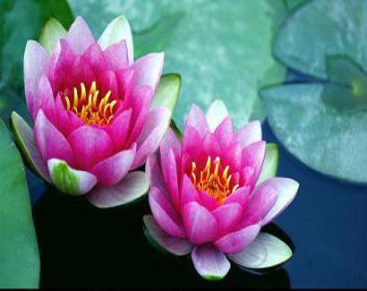 водные лилии - цветы - оригинал