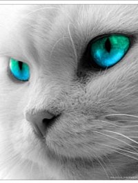 кошка - кошка - оригинал