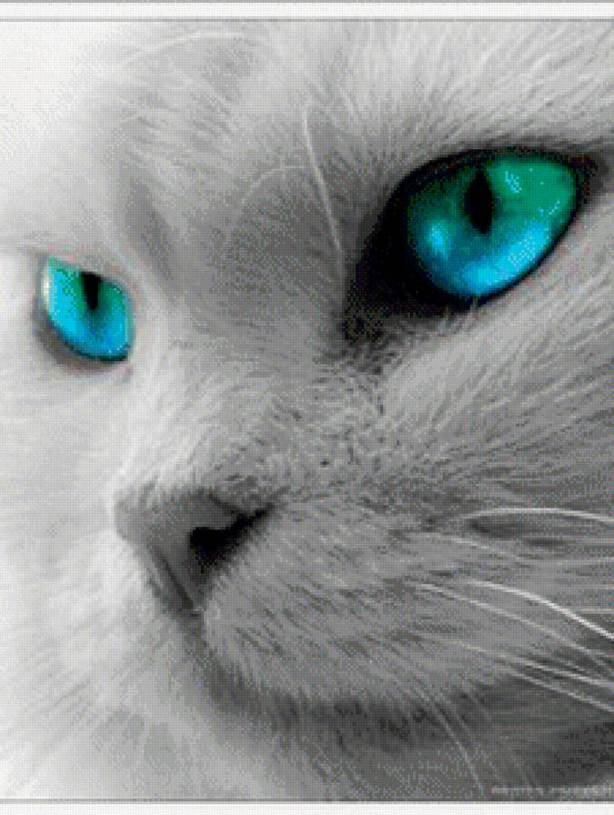 кошка - кошка - предпросмотр