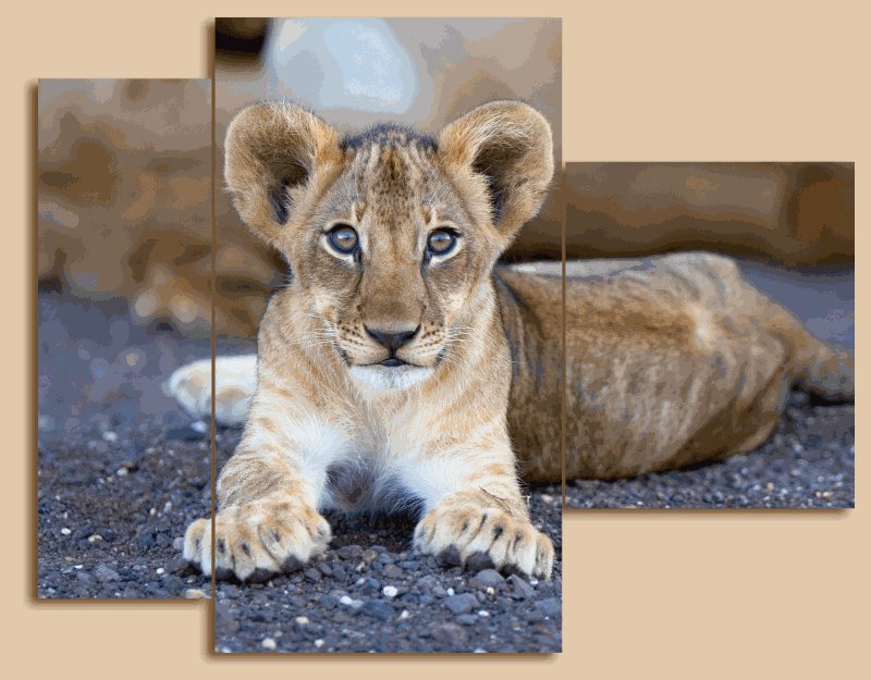 №563621 - львенок, триптих - оригинал