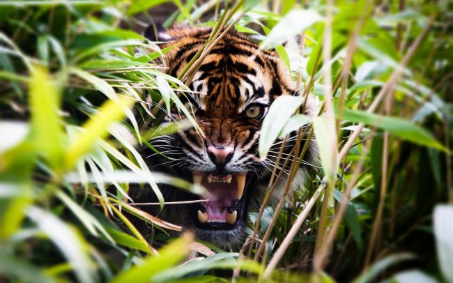 Тигр в засаде - животные, листва, тигр - оригинал