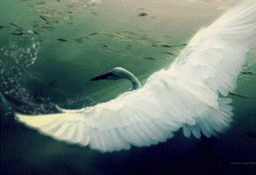 Одинокий лебедь - предпросмотр