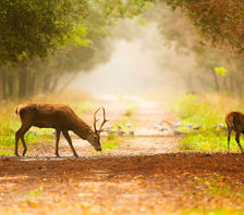 Схема вышивки «Олени»