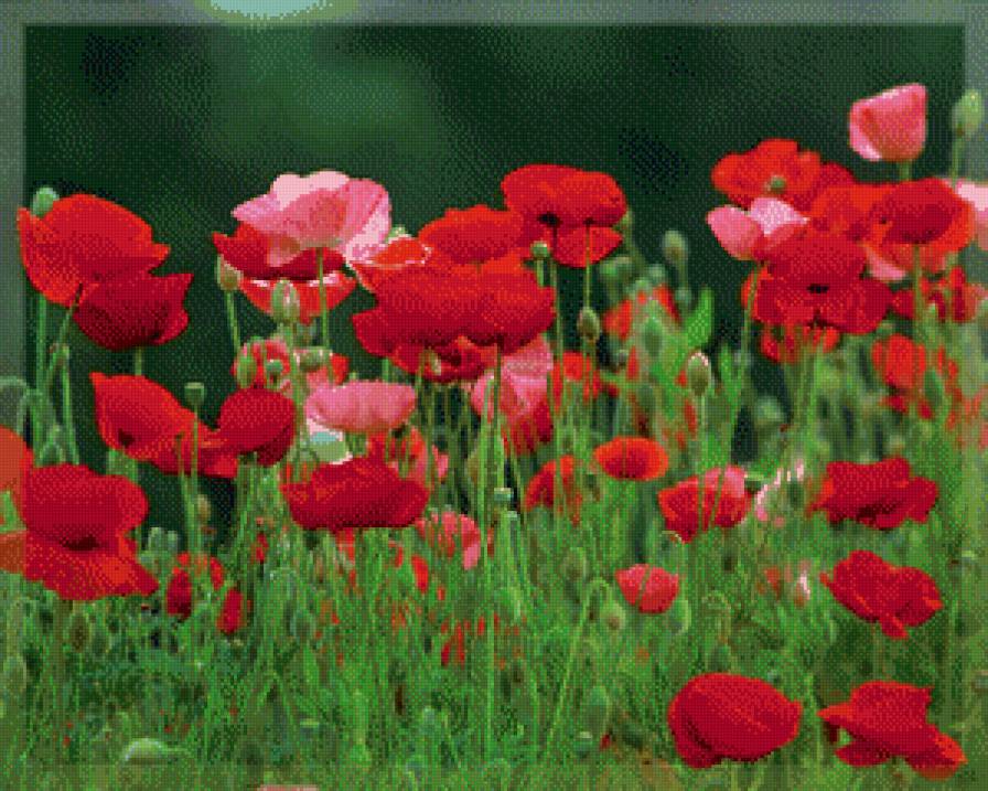 поле маков - предпросмотр