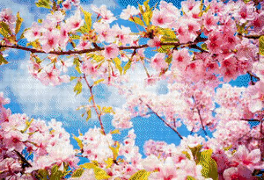 Яблони в цвету - предпросмотр