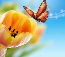 Схема вышивки «Бабочка на тюльпане»